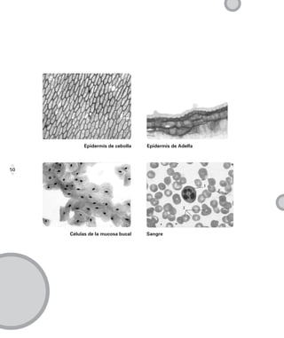 Epidermis de cebolla    Epidermis de Adelfa



50




     Células de la mucosa bucal   Sangre
 