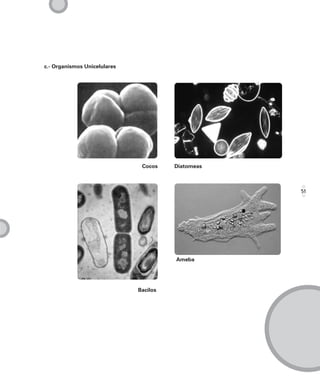 c.- Organismos Unicelulares




                               Cocos    Diatomeas



                                                    51




                                        Ameba




                              Bacilos
 