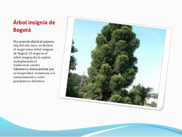 picture Nogal Arbol De Bogota bitacora de la visita al jardin botanico