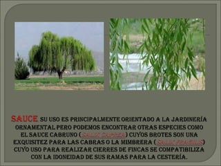 Bitacora jardin botanico