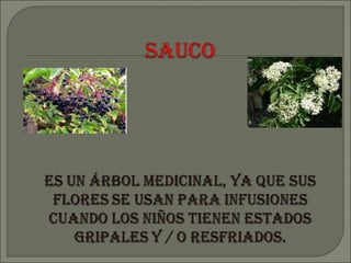 Bitacora jardin botanico