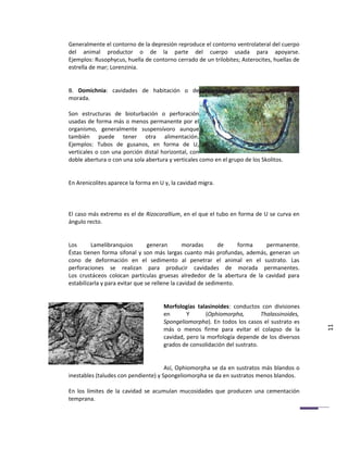 Generalmente el contorno de la depresión reproduce el contorno ventrolateral del cuerpo
del animal productor o de la parte del cuerpo usada para apoyarse.
Ejemplos: Rusophycus, huella de contorno cerrado de un trilobites; Asterocites, huellas de
estrella de mar; Lorenzinia.


B. Domichnia: cavidades de habitación o de
morada.

Son estructuras de bioturbación o perforación
usadas de forma más o menos permanente por el
organismo, generalmente suspensívoro aunque
también puede tener otra alimentación.
Ejemplos: Tubos de gusanos, en forma de U,
verticales o con una porción distal horizontal, con
doble abertura o con una sola abertura y verticales como en el grupo de los Skolitos.


En Arenicolites aparece la forma en U y, la cavidad migra.



El caso más extremo es el de Rizocorallium, en el que el tubo en forma de U se curva en
ángulo recto.


Los      Lamelibranquios         generan        moradas      de     forma permanente.
Éstas tienen forma sifonal y son más largas cuanto más profundas, además, generan un
cono de deformación en el sedimento al penetrar el animal en el sustrato. Las
perforaciones se realizan para producir cavidades de morada permanentes.
Los crustáceos colocan partículas gruesas alrededor de la abertura de la cavidad para
estabilizarla y para evitar que se rellene la cavidad de sedimento.


                                     Morfologías talasinoides: conductos con divisiones
                                     en       Y      (Ophiomorpha,         Thalassinoides,
                                     Spongeliomorpha). En todos los casos el sustrato es
                                     más o menos firme para evitar el colapso de la          11
                                     cavidad, pero la morfología depende de los diversos
                                     grados de consolidación del sustrato.


                                      Así, Ophiomorpha se da en sustratos más blandos o
inestables (taludes con pendiente) y Spongeliomorpha se da en sustratos menos blandos.

En los límites de la cavidad se acumulan mucosidades que producen una cementación
temprana.
 
