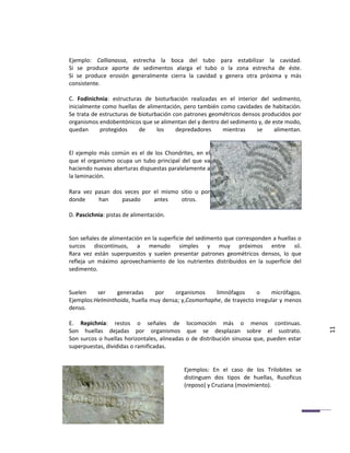 Ejemplo: Callianassa, estrecha la boca del tubo para estabilizar la cavidad.
Si se produce aporte de sedimentos alarga el tubo o la zona estrecha de éste.
Si se produce erosión generalmente cierra la cavidad y genera otra próxima y más
consistente.

C. Fodinichnia: estructuras de bioturbación realizadas en el interior del sedimento,
inicialmente como huellas de alimentación, pero también como cavidades de habitación.
Se trata de estructuras de bioturbación con patrones geométricos densos producidos por
organismos endobentónicos que se alimentan del y dentro del sedimento y, de este modo,
quedan      protegidos     de     los    depredadores    mientras     se     alimentan.


El ejemplo más común es el de los Chondrites, en el
que el organismo ocupa un tubo principal del que va
haciendo nuevas aberturas dispuestas paralelamente a
la laminación.

Rara vez pasan dos veces por el mismo sitio o por
donde     han     pasado     antes    otros.

D. Pascichnia: pistas de alimentación.


Son señales de alimentación en la superficie del sedimento que corresponden a huellas o
surcos discontinuos, a menudo simples y muy próximos entre síí.
Rara vez están superpuestos y suelen presentar patrones geométricos densos, lo que
refleja un máximo aprovechamiento de los nutrientes distribuidos en la superficie del
sedimento.


Suelen    ser    generadas     por    organismos     limnófagos      o    micrófagos.
Ejemplos:Helminthoida, huella muy densa; y,Cosmorhaphe, de trayecto irregular y menos
denso.

E. Repichnia: restos o señales de locomoción más o menos continuas.
Son huellas dejadas por organismos que se desplazan sobre el sustrato.                     11
Son surcos o huellas horizontales, alineadas o de distribución sinuosa que, pueden estar
superpuestas, divididas o ramificadas.


                                           Ejemplos: En el caso de los Trilobites se
                                           distinguen dos tipos de huellas, Rusoficus
                                           (reposo) y Cruziana (movimiento).
 