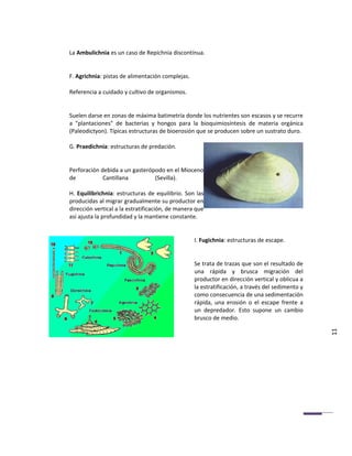La Ambulichnia es un caso de Repichnia discontínua.


F. Agrichnia: pistas de alimentación complejas.

Referencia a cuidado y cultivo de organismos.


Suelen darse en zonas de máxima batimetría donde los nutrientes son escasos y se recurre
a "plantaciones" de bacterias y hongos para la bioquimiosíntesis de materia orgánica
(Paleodictyon). Típicas estructuras de bioerosión que se producen sobre un sustrato duro.

G. Praedichnia: estructuras de predación.


Perforación debida a un gasterópodo en el Mioceno
de           Cantillana         (Sevilla).

H. Equilibrichnia: estructuras de equilibrio. Son las
producidas al migrar gradualmente su productor en
dirección vertical a la estratificación, de manera que
así ajusta la profundidad y la mantiene constante.


                                                  I. Fugichnia: estructuras de escape.


                                                  Se trata de trazas que son el resultado de
                                                  una rápida y brusca migración del
                                                  productor en dirección vertical y oblicua a
                                                  la estratificación, a través del sedimento y
                                                  como consecuencia de una sedimentación
                                                  rápida, una erosión o el escape frente a
                                                  un depredador. Esto supone un cambio
                                                  brusco de medio.

                                                                                                 11
 