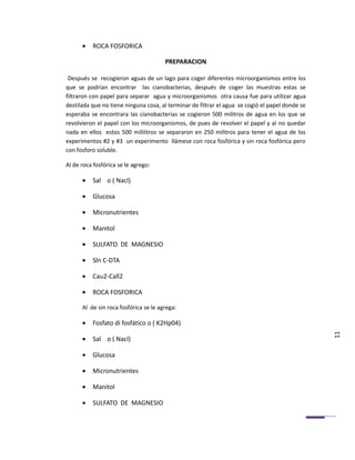 •   ROCA FOSFORICA

                                       PREPARACION

 Después se recogieron aguas de un lago para coger diferentes microorganismos entre los
que se podrían encontrar las cianobacterias, después de coger las muestras estas se
filtraron con papel para separar agua y microorganismos otra causa fue para utilizar agua
destilada que no tiene ninguna cosa, al terminar de filtrar el agua se cogió el papel donde se
esperaba se encontrara las cianobacterias se cogieron 500 militros de agua en los que se
revolvieron el papel con los microorganismos, de pues de revolver el papel y al no quedar
nada en ellos estos 500 mililitros se separaron en 250 militros para tener el agua de los
experimentos #2 y #3 un experimento llámese con roca fosfórica y sin roca fosfórica pero
con fosforo soluble.

Al de roca fosfórica se le agrego:

      •   Sal o ( Nacl)

      •   Glucosa

      •   Micronutrientes

      •   Manitol

      •   SULFATO DE MAGNESIO

      •   Sln C-DTA

      •   Cau2-Call2

      •   ROCA FOSFORICA

      Al de sin roca fosfórica se le agrega:

      •   Fosfato di fosfático o ( K2Hp04)

      •   Sal o ( Nacl)                                                                          11

      •   Glucosa

      •   Micronutrientes

      •   Manitol

      •   SULFATO DE MAGNESIO
 