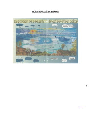 MORFOLOGIA DE LA SABANA




                          11
 