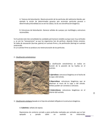 A. Texturas de bioturbación. Reestructuración de las partículas del sedimento blando, por
        ejemplo la acción de determinados gusanos que acumulan partículas gruesas a
        determinada profundidad (no se ven los tubos). Se da una estratificación biogénica.


        B. Estructuras de bioturbación. Generan señales de cuerpos con morfología y estructura
        reconocibles.


Si el sustrato está más consolidado las cavidades permanecen estables aunque sean muy verticales
y, se ven las "excavaciones" ya que los organismos han de perforar, dejando límites erosivos.
Se habla de excavación (burrow, galería) en sustrato firme y, de perforación (boring) en sustrato
endurecido.
En un sustrato firme se produce una reestructuración de las partículas.




2.- Clasificación estratinómica:


                                                   La clasificación estratinómica se realiza en
                                                   función de la posición de las huellas en el
                                                   sustrato.


                                                   A.Epirrelieve: estructura biogénica en el techo de
                                                   la capa o del estrato.

                                                   B.Hiporrelieve: estructuras biogénicas que se
                                                   observan el muro de la capa o del estrato.
                                                   Ambos pueden ser convexos o cóncavos.

                                                   C.Endorrelieves: estructuras biogénicas en el
                                                   interior del sustrato.
                                                                                                        11


3.- Clasificación etológica basada en el tipo de actividad reflejada en la estructura biogénica.


        A. Cubichnia: señales de reposo.

        Depresiones de contorno cerrado y poco profundas realizadas por animales que se han
        apoyado      y      parado      sobre      un      sustrato      no      endurecido.
 