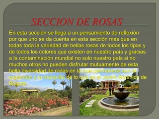 En esta sección se llega a un pensamiento de reflexión
por que uno se da cuenta en esta sección mas que en
todas toda la variedad de bellas rosas de todos los tipos y
de todos los colores que existen en nuestro país y gracias
a la contaminación mundial no solo nuestro país si no
muchos otros no pueden disfrutar mutuamente de esta
bella diversidad de rodas en la cual permanece aun el
esplendor y la maravilla de lo que es el Jardín Botánico de
Bogotá.
 