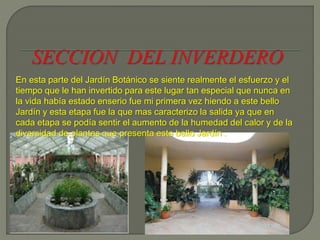 En esta parte del Jardín Botánico se siente realmente el esfuerzo y el
tiempo que le han invertido para este lugar tan especial que nunca en
la vida había estado enserio fue mi primera vez hiendo a este bello
Jardín y esta etapa fue la que mas caracterizo la salida ya que en
cada etapa se podía sentir el aumento de la humedad del calor y de la
diversidad de plantas que presenta este bello Jardín .
 