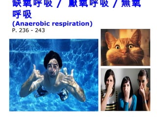 缺氧呼吸 / 厭氧呼吸 / 無氧
呼吸
(Anaerobic respiration)
P. 236 - 243
 