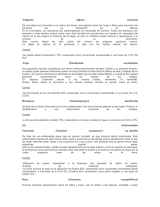 -Pulgones

(Myzus

persicae)

Es una plaga muy frecuente en el cultivo del clavel. Los pulgones pican las hojas y flores para succionar los
azúcares
que
se
transportan
por
el
floema.
En el invernadero, se reproducen por partenogénesis sin necesidad de machos. Todos los individuos son
hembras y cada hembra origina varias más. Esta facultad de reproducirse una hembra sin necesidad del
macho es la que origina la violencia de la plaga, ya que un individuo puede madurar y reproducirse a la
semana
de
su
nacimiento.
Solo
cuando
llegan
los
días
cortos
del
invierno
los
pulgones
producen
huevos.
La plaga se reaviva en la primavera y baja con los fuertes calores del verano.
Control.
-Se puede aplicar Fenpropatrin 10%, presentado como concentrado emulsionadle a una dosis de 1.25-1.50
l/ha.
-Trips

(Frankliniella

occidentalis)

Son pequeños insectos chupadores que tienen varias generaciones anuales. Debido a su pequeño tamaño,
un adulto puede penetrar fácilmente cuando se haya formado el botón floral al interior de este y realizar allí su
puesta. Los nuevos individuos se alimentan de los pétalos que se están desarrollando y cuando la flor madura
aparecen
decoloraciones
sobre
los
bordes
de
los
pétalos.
En
algunas
ocasiones
atacan
a
los
nuevos
brotes,
retrasando
el
desarrollo.
Suelen atacar desde la primavera y son activos también durante el verano, hasta el otoño.
Control.
-Se recomienda el uso de Isofenfos 50%, presentado como concentrado emulsionadle, a una dosis de 0.150.20%.
Minadores

(Psedonapomyza

dianthicola)

Se trata de un díptero frecuente en la zona mediterránea. Sus larvas forman galerías en las hojas. Produce un
debilitamiento
y
una
depreciación
comercial
de
los
claveles.
Control.
-Lucha química aplicando Acefato 75%, presentado como polvo soluble en agua, a una dosis de 0.05-0.15%.
8.2.
Fusariosis

Enfermedades
(Fusarium

oxysporum f.

sp. dianthi)

Se trata de una enfermedad grave que es preciso combatir, ya que produce daños importantes. Esta
enfermedad progresa de abajo hacia arriba, pues si examinamos las plantas menos afectadas se observa que
las hojas inferiores están secas y las superiores no y que cuanto más afectada está la planta menos hojas
superiores
quedan
sanas.
Solo en los estados finales, el tallo muestra agrietamiento por la parte exterior y toma el aspecto de leña seca.
Al principio las raíces permanecen intactas, pero más tarde se pudren y al arrancar una planta se rompe por el
cuello
quedando
parte
de
las
raíces
en
la
tierra.
Control.
-Utilización de suelos "resistentes" a la fusariosis (ver apartado de cultivo sin suelo).
-Empleo
de
cultivares
resistentes.
-La lucha química se basa en la aplicación de Dodina 50%, presentado como suspensión concentrada (fluido
concentrado), a una dosis de 0.10-0.13% o Dodina 65%, presentado como polvo mojable, a una dosis de
0.08-0.10%.
Roya

(Uromyces

caryophillinus)

Produce manchas pulverulentas sobre los tallos y hojas, que se deben a las esporas, amarillas y luego

 