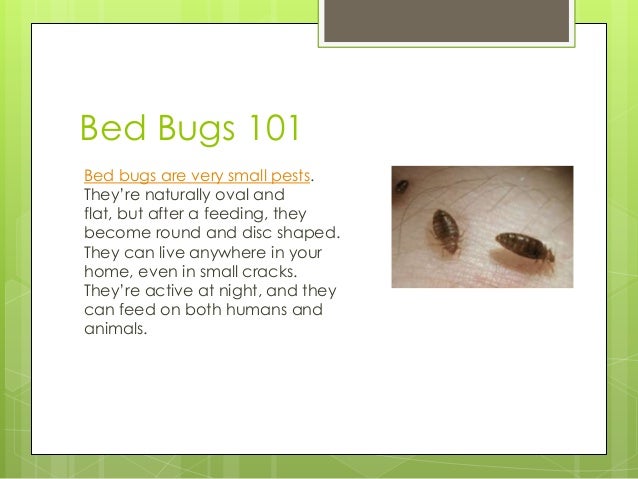 Dealing With Bed Bugs Naturally Dealing With Bed Bugs Naturally