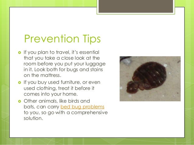 How To Treat Bed Bugs In One Bed Room How To Treat Bed Bugs In One Bed Room