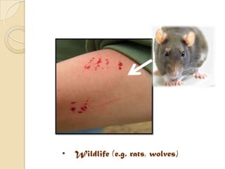 Volves Rat Bites | PPTX