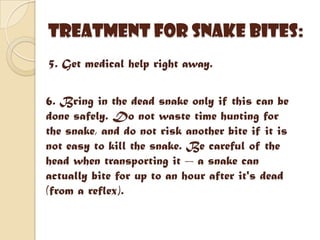 Bites | PPTX