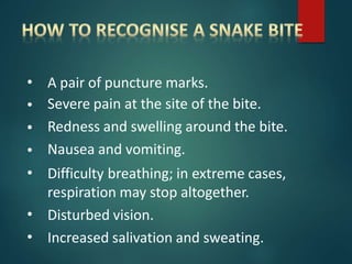 •
•
•
•
•
•
•
A pair of puncture marks.
Severe pain at the site of the bite.
Redness and swelling around the bite.
Nausea and vomiting.
Difficulty breathing; in extreme cases,
respiration may stop altogether.
Disturbed vision.
Increased salivation and sweating.
 