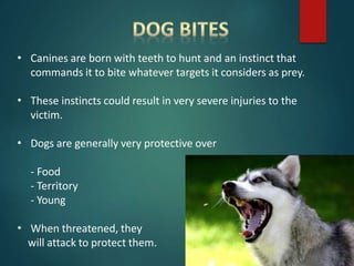 • Canines are born with teeth to hunt and an instinct that
commands it to bite whatever targets it considers as prey.
• These instincts could result in very severe injuries to the
victim.
• Dogs are generally very protective over
- Food
- Territory
- Young
• When threatened, they
will attack to protect them.
 