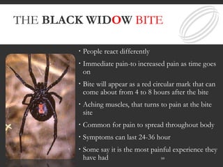 THE BLACK WIDOW BITE
 People react differently
 Immediate pain-to increased pain as time goes
on
 Bite will appear as a red circular mark that can
come about from 4 to 8 hours after the bite
 Aching muscles, that turns to pain at the bite
site
 Common for pain to spread throughout body
 Symptoms can last 24-36 hour
 Some say it is the most painful experience they
have had 10
 