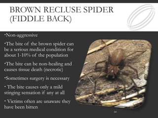 BROWN RECLUSE SPIDER
(FIDDLE BACK)
Non-aggressive
The bite of the brown spider can
be a serious medical condition for
about 1-10% of the population
The bite can be non-healing and
causes tissue death (necrotic)
Sometimes surgery is necessary
 The bite causes only a mild
stinging sensation if any at all
 Victims often are unaware they
have been bitten
12
 