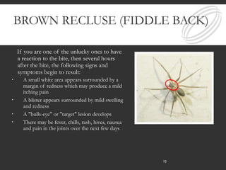 BROWN RECLUSE (FIDDLE BACK)
If you are one of the unlucky ones to have
a reaction to the bite, then several hours
after the bite, the following signs and
symptoms begin to result:
 A small white area appears surrounded by a
margin of redness which may produce a mild
itching pain
 A blister appears surrounded by mild swelling
and redness
 A "bulls-eye" or "target" lesion develops
 There may be fever, chills, rash, hives, nausea
and pain in the joints over the next few days
13
 