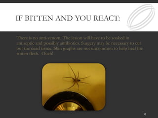 IF BITTEN AND YOU REACT:
There is no anti-venom. The lesion will have to be soaked in
antiseptic and possibly antibiotics. Surgery may be necessary to cut
out the dead tissue. Skin graphs are not uncommon to help heal the
rotten flesh. Ouch!
15
 