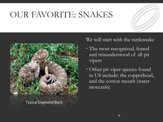 OUR FAVORITE: SNAKES
We will start with the rattlesnake
 The most recognized, feared
and misunderstood of all pit
vipers
 Other pit viper species found
in US include: the copperhead,
and the cotton mouth (water
moccasin)
Typical Diamond Back
16
 
