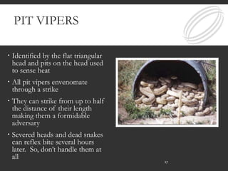 PIT VIPERS
 Identified by the flat triangular
head and pits on the head used
to sense heat
 All pit vipers envenomate
through a strike
 They can strike from up to half
the distance of their length
making them a formidable
adversary
 Severed heads and dead snakes
can reflex bite several hours
later. So, don’t handle them at
all
17
 