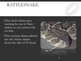 RATTLESNAKE
 They don’t always give
warning by use of their
rattles, so you cannot rely
on that.
 This western diamondback
has the classic stripes
down the side of it’s head
PIT
18
 