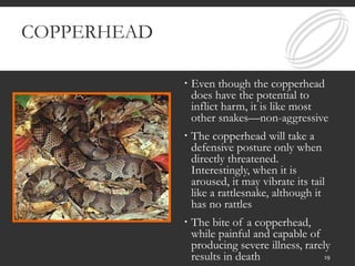 COPPERHEAD
 Even though the copperhead
does have the potential to
inflict harm, it is like most
other snakes—non-aggressive
 The copperhead will take a
defensive posture only when
directly threatened.
Interestingly, when it is
aroused, it may vibrate its tail
like a rattlesnake, although it
has no rattles
 The bite of a copperhead,
while painful and capable of
producing severe illness, rarely
results in death 19
 