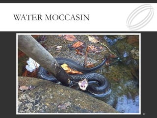 WATER MOCCASIN
20
 