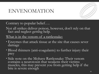 ENVENOMATION
Contrary to popular belief….
Not all strikes deliver poison, however, don’t rely on that
fact and neglect getting help.
What is in the venom of a rattlesnake:
 Enzymes that attack tissue at the site that causes sever
damage
 Blood thinners (anti-coagulants) to further injury their
prey
 Side note on the Mohave Rattlesnake: Their venom
contains a neurotoxin that weakens their victims
muscles, this may prevent you from getting help if the
bite is severe enough
22
 