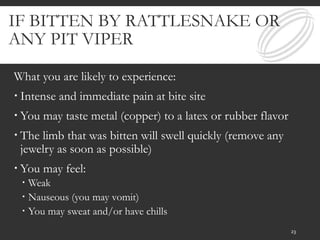IF BITTEN BY RATTLESNAKE OR
ANY PIT VIPER
What you are likely to experience:
 Intense and immediate pain at bite site
 You may taste metal (copper) to a latex or rubber flavor
 The limb that was bitten will swell quickly (remove any
jewelry as soon as possible)
 You may feel:
 Weak
 Nauseous (you may vomit)
 You may sweat and/or have chills
23
 