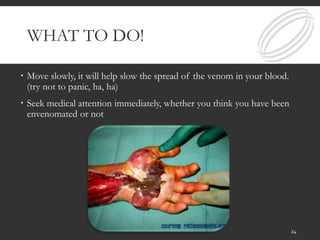WHAT TO DO!
 Move slowly, it will help slow the spread of the venom in your blood.
(try not to panic, ha, ha)
 Seek medical attention immediately, whether you think you have been
envenomated or not
24
 