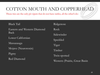 COTTON MOUTH AND COPPERHEAD
Black Tail
Eastern and Western Diamond
Back
Lower Californian
Massasauga
Mojave (Neurotoxin)
Pigmy
Red Diamond
Ridgenose
Rock
Sidewinder
Speckled
Tiger
Timber
Twin-spotted
Western (Prairie, Great Basin
These two are the only pit vipers that do not have rattles, all the other’s do:
26
 