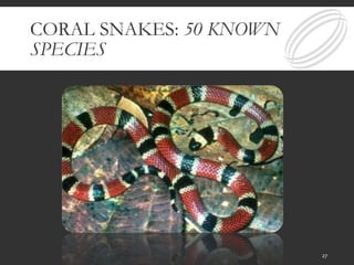 CORAL SNAKES: 50 KNOWN
SPECIES
27
 