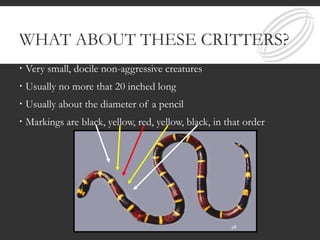 WHAT ABOUT THESE CRITTERS?
 Very small, docile non-aggressive creatures
 Usually no more that 20 inched long
 Usually about the diameter of a pencil
 Markings are black, yellow, red, yellow, black, in that order
28
 