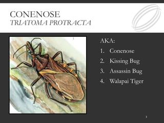 CONENOSE
TRIATOMA PROTRACTA
AKA:
1. Conenose
2. Kissing Bug
3. Assassin Bug
4. Walapai Tiger
3
 