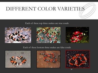 DIFFERENT COLOR VARIETIES
Each of these top three snakes are true corals
Each of these bottom three snakes are false corals
30
 