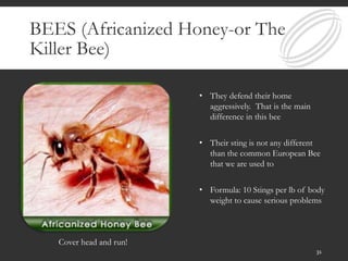 BEES (Africanized Honey-or The
Killer Bee)
• They defend their home
aggressively. That is the main
difference in this bee
• Their sting is not any different
than the common European Bee
that we are used to
• Formula: 10 Stings per lb of body
weight to cause serious problems
Cover head and run!
31
 