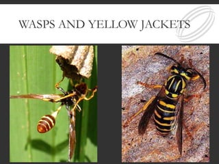 WASPS AND YELLOW JACKETS
33
 