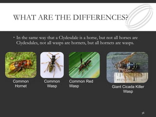 WHAT ARE THE DIFFERENCES?
 In the same way that a Clydesdale is a horse, but not all horses are
Clydesdales, not all wasps are hornets, but all hornets are wasps.
36
Common
Hornet
Common
Wasp
Common Red
Wasp Giant Cicada Killer
Wasp
 
