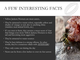 A FEW INTERESTING FACTS
 Yellow Jackets/Hornets are meat eaters...
 They're attracted to warm colors, especially yellow and
shades of orange or red, also to anything shiny
(stainless steal animal bowls, etc.)
 If you swat at them, they secrete a sweet scent of fear
that brings even more Yellow Jackets/Hornets to their
aid and becoming more aggressive
 They're attracted to water sources
 They're best defense is a strong offense. In other
words, they're a tenacious villain with ATTITUDE!
 They only come out during the day
 Nests can be from a few inches to over six feet across
37
 
