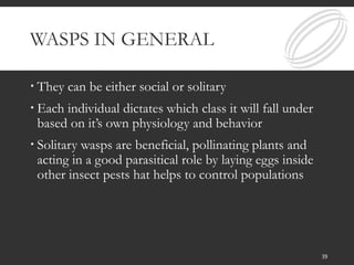 WASPS IN GENERAL
 They can be either social or solitary
 Each individual dictates which class it will fall under
based on it’s own physiology and behavior
 Solitary wasps are beneficial, pollinating plants and
acting in a good parasitical role by laying eggs inside
other insect pests hat helps to control populations
39
 