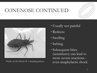 CONENOSE CONTINUED
 Usually not painful
 Redness
 Swelling
 Itching
 Subsequent bites
(sensitizers) can lead to
more severe reactions--
even anaphylactic shockFeeds on the blood of a sleeping person
4
 