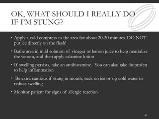 OK, WHAT SHOULD I REALLY DO
IF I’M STUNG?
 Apply a cold compress to the area for about 20-30 minutes. DO NOT
put ice directly on the flesh!
 Bathe area in mild solution of vinegar or lemon juice to help neutralize
the venom, and then apply calamine lotion
 If swelling persists, take an antihistamine. You can also take ibuprofen
to help inflammation
 Be extra cautious if stung in mouth, suck on ice or sip cold water to
reduce swelling
 Monitor patient for signs of allergic reaction
41
 