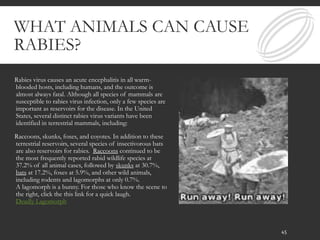 WHAT ANIMALS CAN CAUSE
RABIES?
Rabies virus causes an acute encephalitis in all warm-
blooded hosts, including humans, and the outcome is
almost always fatal. Although all species of mammals are
susceptible to rabies virus infection, only a few species are
important as reservoirs for the disease. In the United
States, several distinct rabies virus variants have been
identified in terrestrial mammals, including:
Raccoons, skunks, foxes, and coyotes. In addition to these
terrestrial reservoirs, several species of insectivorous bats
are also reservoirs for rabies. Raccoons continued to be
the most frequently reported rabid wildlife species at
37.2% of all animal cases, followed by skunks at 30.7%,
bats at 17.2%, foxes at 5.9%, and other wild animals,
including rodents and lagomorphs at only 0.7%.
A lagomorph is a bunny. For those who know the scene to
the right, click the this link for a quick laugh.
Deadly Lagomorph
45
 