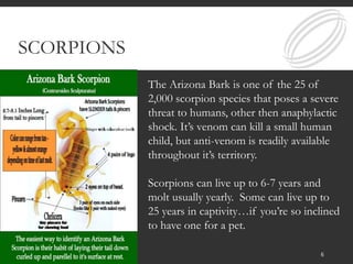 SCORPIONS
6
The Arizona Bark is one of the 25 of
2,000 scorpion species that poses a severe
threat to humans, other then anaphylactic
shock. It’s venom can kill a small human
child, but anti-venom is readily available
throughout it’s territory.
Scorpions can live up to 6-7 years and
molt usually yearly. Some can live up to
25 years in captivity…if you’re so inclined
to have one for a pet.
 