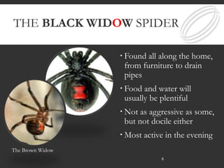 THE BLACK WIDOW SPIDER
 Found all along the home,
from furniture to drain
pipes
 Food and water will
usually be plentiful
 Not as aggressive as some,
but not docile either
 Most active in the evening
The Brown Widow
8
 