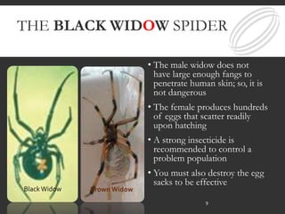 THE BLACK WIDOW SPIDER
• The male widow does not
have large enough fangs to
penetrate human skin; so, it is
not dangerous
• The female produces hundreds
of eggs that scatter readily
upon hatching
• A strong insecticide is
recommended to control a
problem population
• You must also destroy the egg
sacks to be effective
BlackWidow Brown Widow
9
 