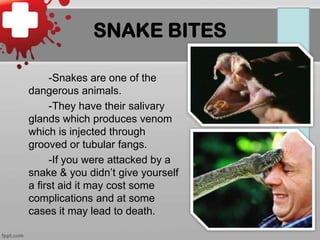 SNAKE BITES
-Snakes are one of the
dangerous animals.
-They have their salivary
glands which produces venom
which is injected through
grooved or tubular fangs.
-If you were attacked by a
snake & you didn’t give yourself
a first aid it may cost some
complications and at some
cases it may lead to death.

 